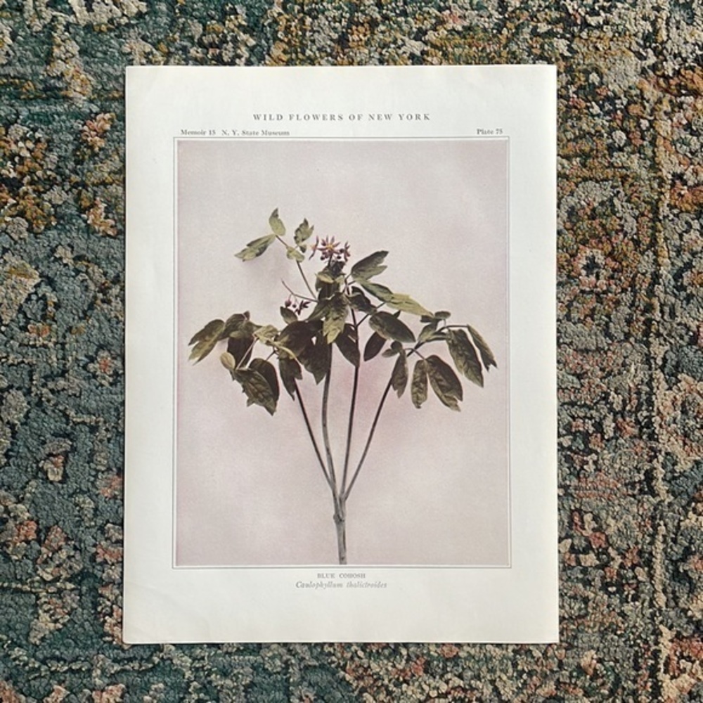 🖤5/$25 Antique Botanical Print Original 100 year old Blue cohosh